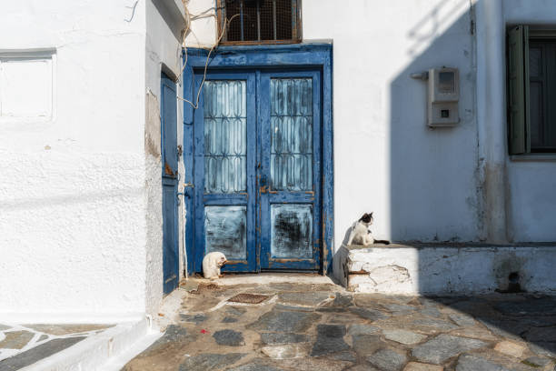 istock Naxos Street Cats 2195871522