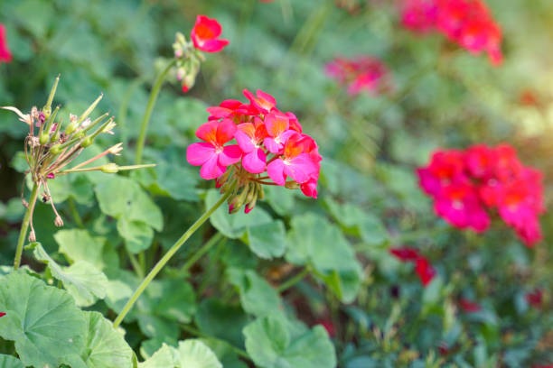 Planting plots of bright pink, beautiful geraniums. It has long, tall stems that bloom during the winter. The leaves smell similar to lemongrass and can be used to repel mosquitoes.