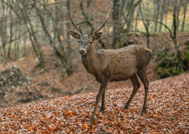 red deer on the background of an autumn beech forest