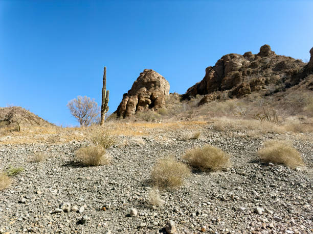 Desert Garden  Scottsdale, Arizona