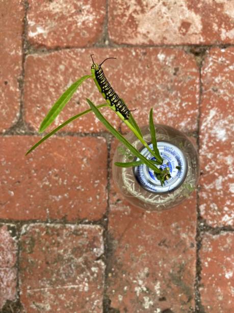 istock Monarch Caterpillar crawling on Milkweed plant in a glass jar on bricks 2195874495