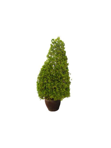 istock Tree in ceramic pot isolated on white background. Plants growing in pots or planters. beautiful natural home decorations. Interior design 2195876118