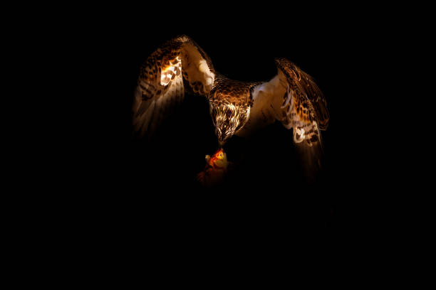istock Art nature photography. Black background. Osprey. 2195876309
