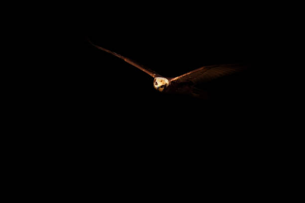 istock Art nature photography. Black background. 2195876312