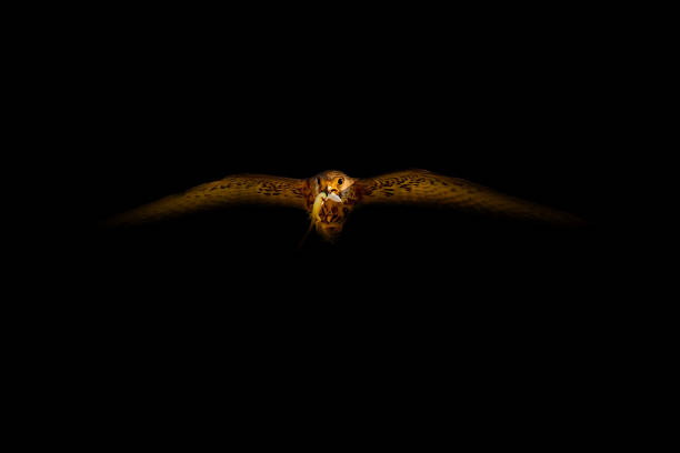istock Art nature photography. Black background. 2195876321