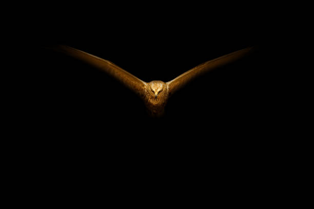 Portrait of Golden Eagle (Aquila chrysaetos). Golden eagle close-up, mighty eagle