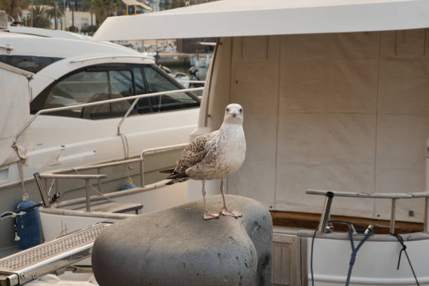 This bird is a young specimen of yellow-legged gull