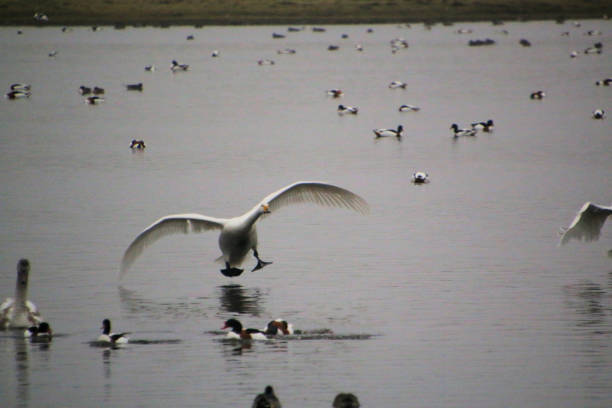 A view of a Whooper Swan in Flight at Martin Mere Nature Reserve