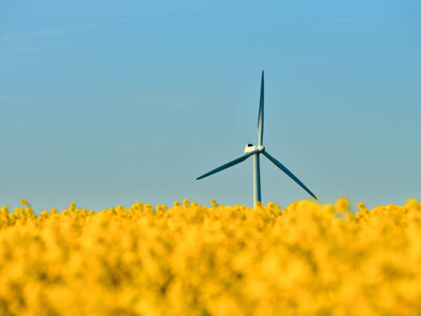 A picturesque spring landscape featuring a wind turbine set against the backdrop of a golden blooming field and a vast blue sky. Captured in Denmark, this image blends natural beauty with sustainable energy.