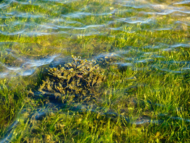 A picturesque scene of aquatic vegetation submerged in clear water. Captured in Denmark during summer, the calm ripples evoke a sense of serenity. This vibrant landscape radiates seasonal warmth and tranquil natural beauty.