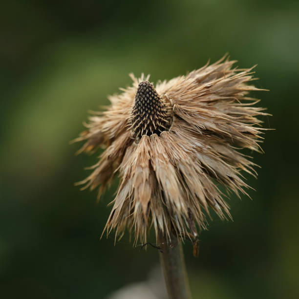 Detailed macro photograph of a dried coneflower, prominently showcasing texture on a soft green bokeh background.
