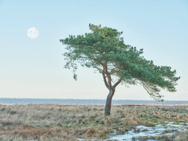 Solitary tree graces the serene coastal landscape of Jutland, Denmark, under a vivid sky with a prominent moon. Water reflects its beauty during an enchanting twilight. Photo taken with a Medium Format camera and MF lens.
