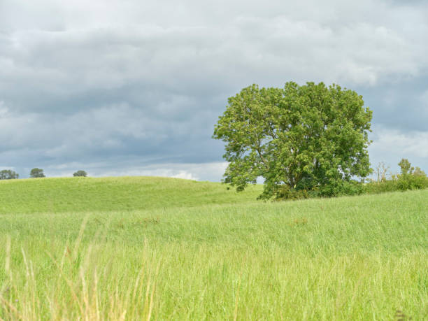 Capture the poetic essence of Denmark's summer sceneâlush foliage and thriving greenery, complemented by brooding clouds that add drama to the tranquil countryside. Embodying renewal, serenity, and nature's gentle touch.
