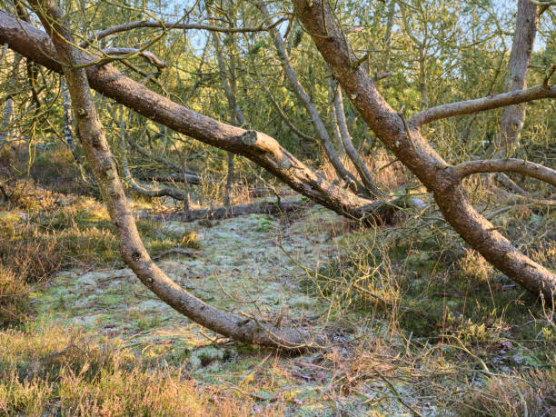 Dramatic warped willow trees bending like arms and hands