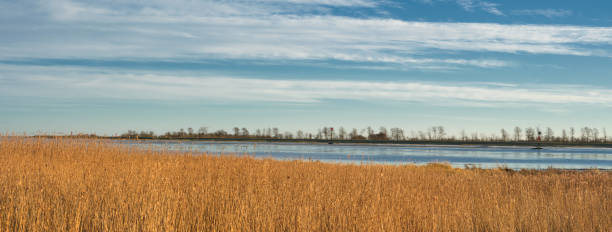Reeds by the river in winter