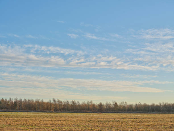 A serene flat landscape featuring dry grass fields with a distant line of trees under a vast blue sky adorned with delicate white clouds. Photo taken with a Medium Format camera and MF lens.