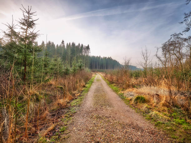 A serene pathway meanders through a European forest, merging winter stillness with signs of spring. This tranquil scene, located in Denmark, resonates with natural beauty and seasonal transitions.