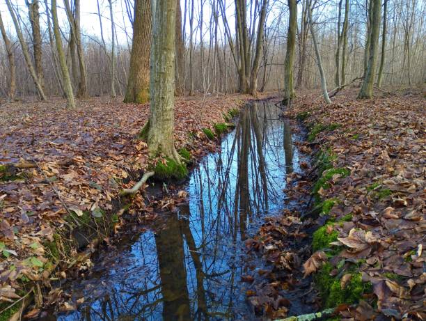 istock Canal with water in the forest with reflection of trees on the water surface. Beautiful spring landscape in a mixed European forest. 2195882012