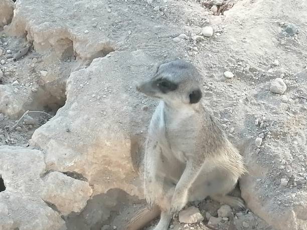 istock Animal Meerkat, suricate. Zoo in Limassol, Cyprus. 2195882017