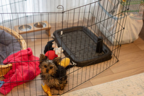 istock Yorkshire Terrier puppy inside a large cage play pen. 2195883349