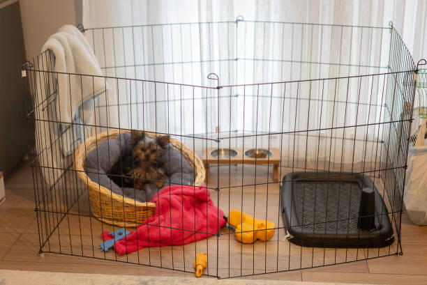 istock Yorkshire Terrier puppy inside a large cage play pen. 2195883806