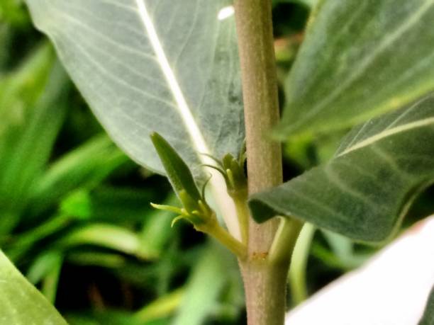 The early stage of the vinca (Catharanthus roseus) fruit is characterized by a young, green capsule still in development. At this stage, the fruit is small and closed, containing the first seeds in formation. The capsule has a cylindrical shape and a smooth texture, with growth most noticeable at the ends. During this phase, the fruit is in the maturing stage, and as it grows, it gradually darkens, eventually reaching a light brown color when it’s ready for seed dispersal. The plant continues to bloom while the fruit develops, ensuring the continuation of its reproduction. The Vinca, also known by various common names such as en las primeras etapas del fruto de la vinca, es pequeño y verde, comenzando a formarse justo después de la floración. todavía sin su forma final, el fruto es un pequeño brote que se desarrolla gradualmente, pasando por diferentes etapas.