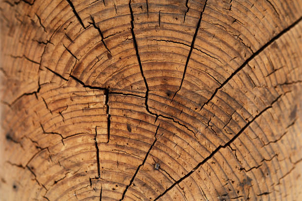 istock A close-up image of a tree cross-section displaying intricate annual growth rings and natural cracks 2195884649