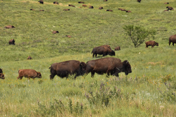 istock Resting and Grazing Herd of American Buffalo 2195884754