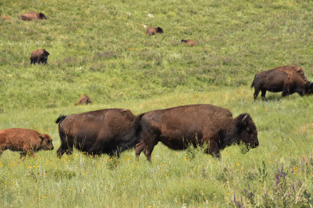 istock American Bison Roaming and Wandering on a Hill 2195884756