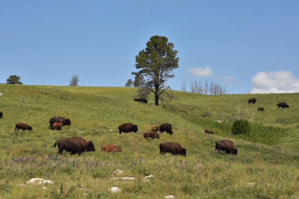 istock Herd of Wild Buffalos Grazing on Rolling Hills 2195884771