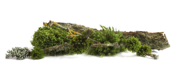 istock Piece of forest ground with moss, plants, branches isolated on white background. 2195884972