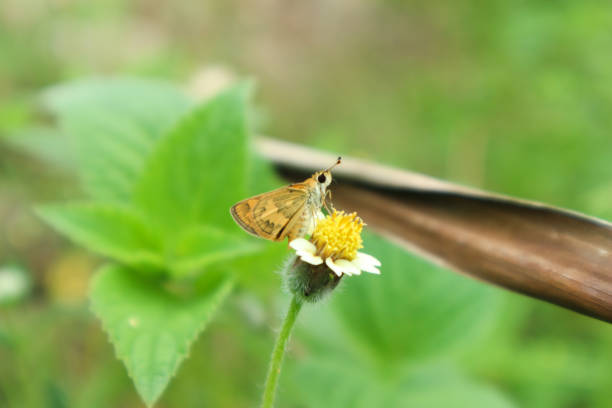 A small orange butterfly rests on a yellow wildflower, showcasing the beauty of nature's details.