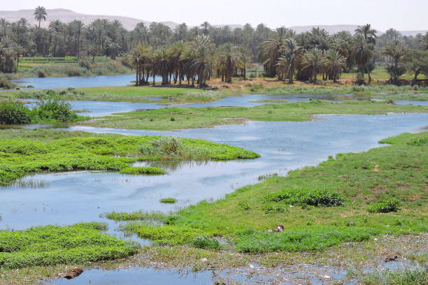 The Nile in its glory. One of the side arms. The water brings life.