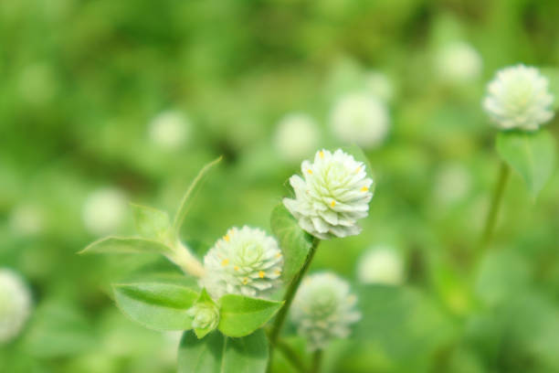 Close-up view of delicate white globe amaranth flowers in a lush green field. The image evokes serenity and calmness.
