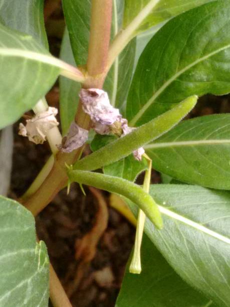 istock The immature vinca fruit is characterized by a small and green shape, lacking the typical color of mature fruits. In this early stage, it starts forming right after flowering, being a capsule that gradually expands. 2195885997