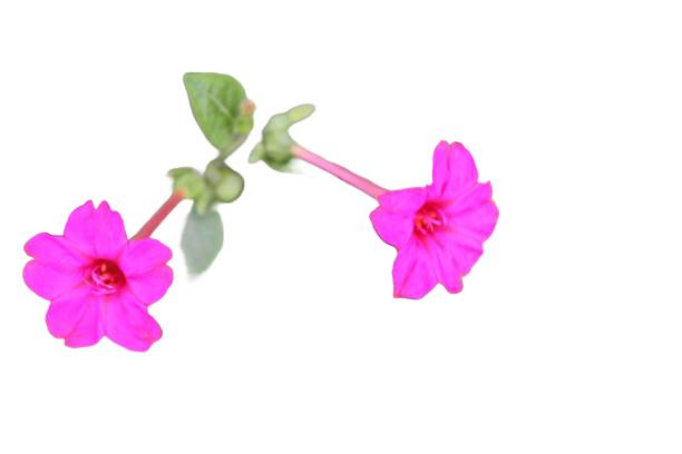 Mirabilis longiflora flowers with white background