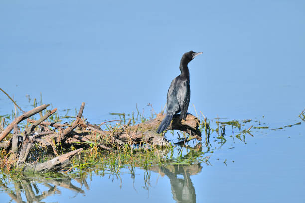 The picture shows a solitary cormorant perched on a wooden log amidst calm, reflective waters, surrounded by patches of aquatic vegetation.