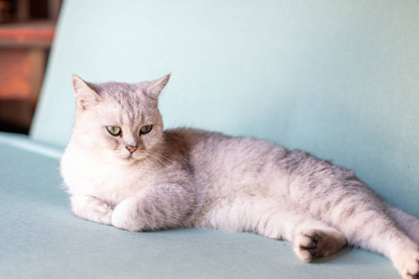 istock Scottish straight gray kitten resting calmly on blue sofa in room with front paws folded, pet comfort and warmth concept 2195886932