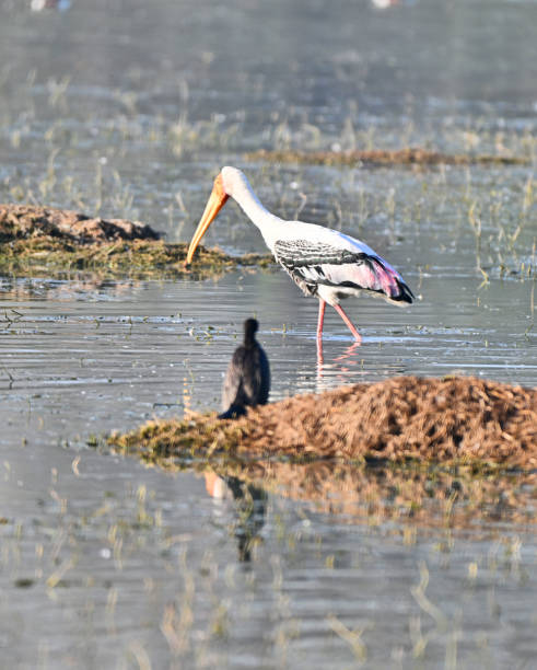 istock Painted Stork and Cormorant Together 2195887776