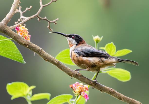 istock Sunbird on a Branch with Vibrant Flowers 2195890209