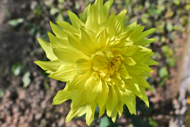 Dahlia blooming on a clear autumn day is very beautiful.