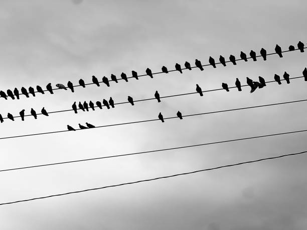 istock Birds Sitting Along Power Lines in Black and White Silhouette 2195890318