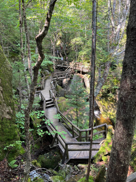 istock Pathway Through the Woods at The Flume Gorge 2195890346