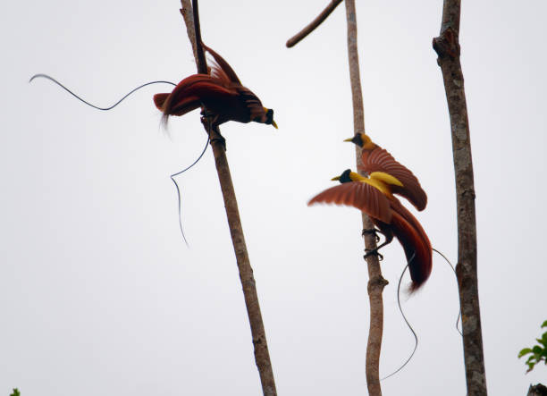 istock Red Bird of Paradise 2195891814