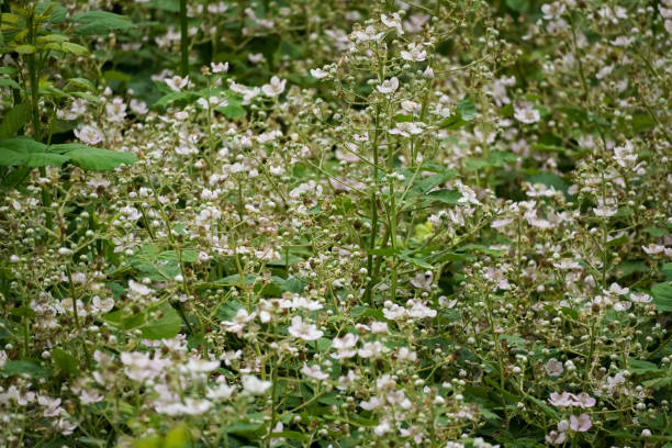 Blooming Himalayan blackberry (Rubus armeniacus) field full of beautiful white flowers on a green background on a summer day, North Rhine-Westphalia, Germany