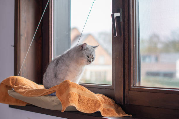 istock sleepy cat falling asleep sitting on orange blanket on hanging bed on windowsill, warm and cozy atmosphere emphasizing comfort and relaxation 2195893191