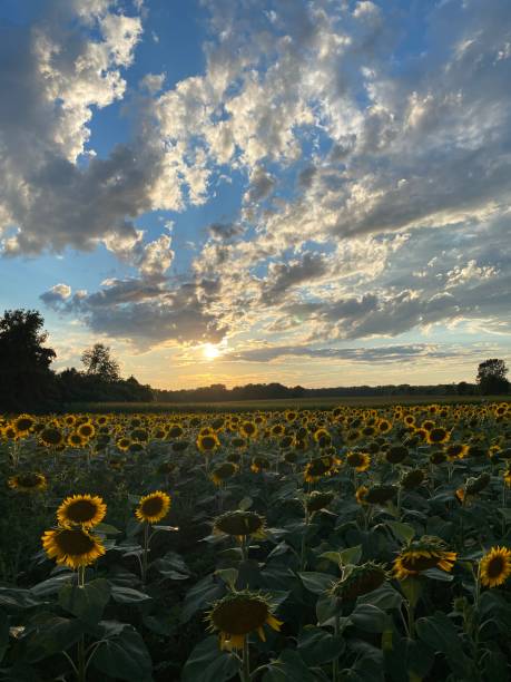 istock Sunflower Field on a cloudy night 2195893881