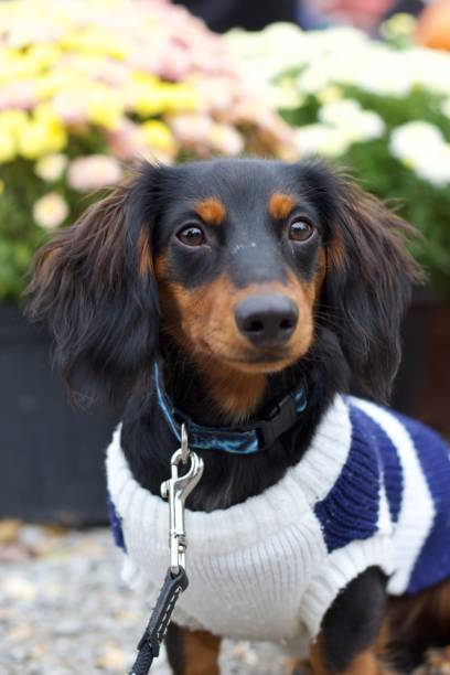 istock Dachshund with flowers behind it 2195893904