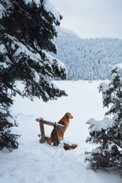 istock Dog near snowy benches by the forest 2195894108