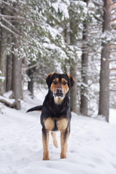 istock Black and tan dog posing in snow 2195894117